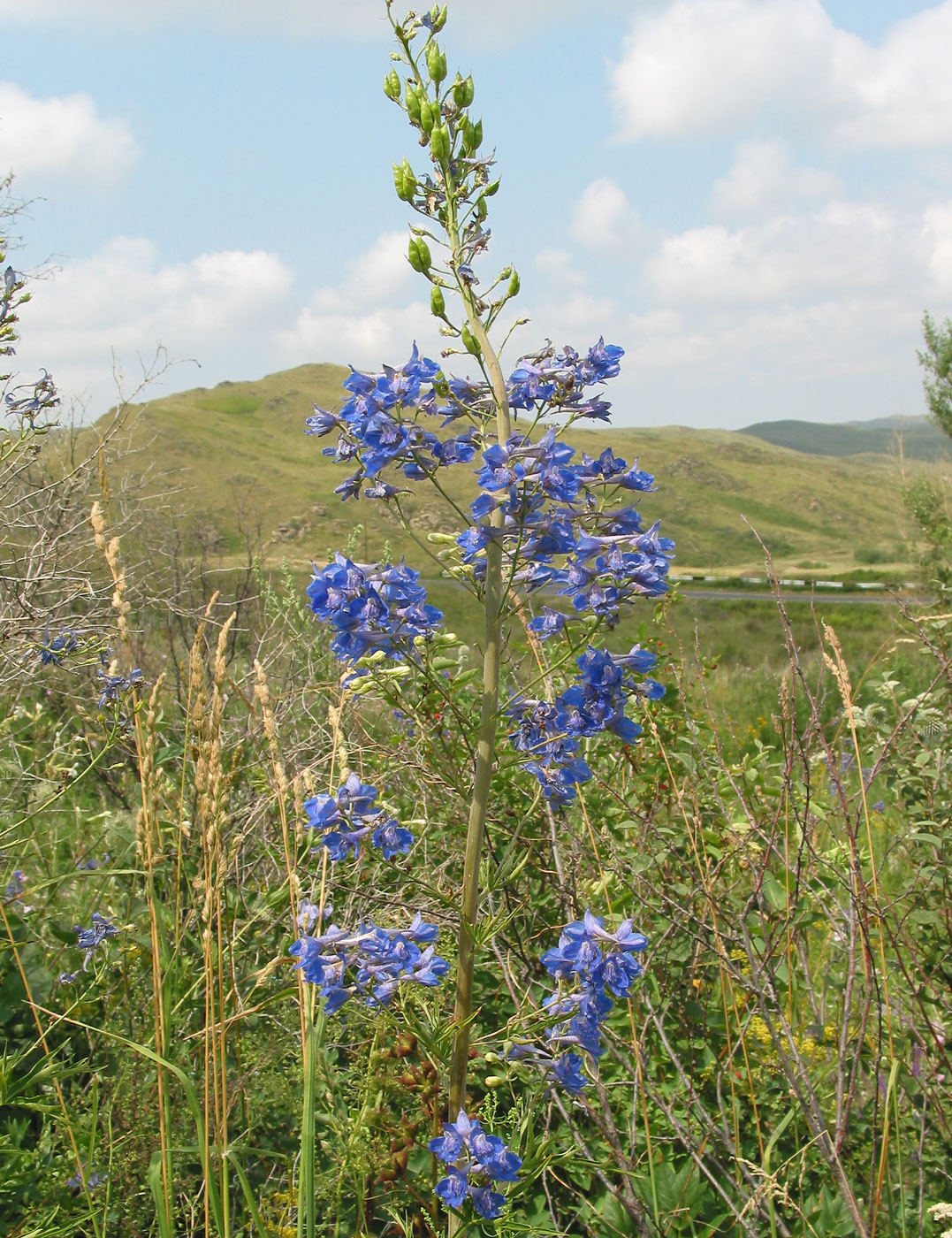 Image of Delphinium dictyocarpum specimen.