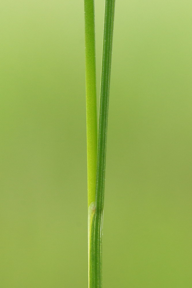 Image of Juncus gerardi specimen.