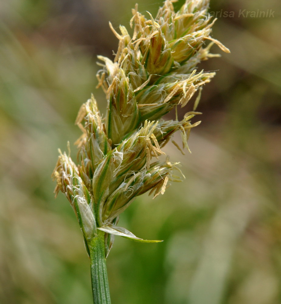 Image of genus Carex specimen.