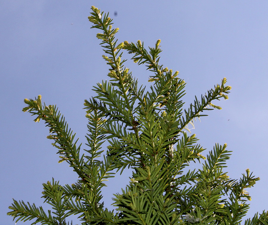 Image of Taxus canadensis specimen.