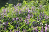 Vicia tenuifolia. Часть цветущего растения. Черноморское побережье Кавказа, окраины г. Новороссийск, сорное. 21 мая 2014 г.