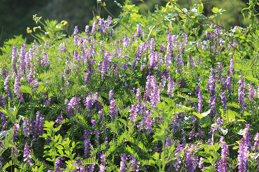 Image of Vicia tenuifolia specimen.