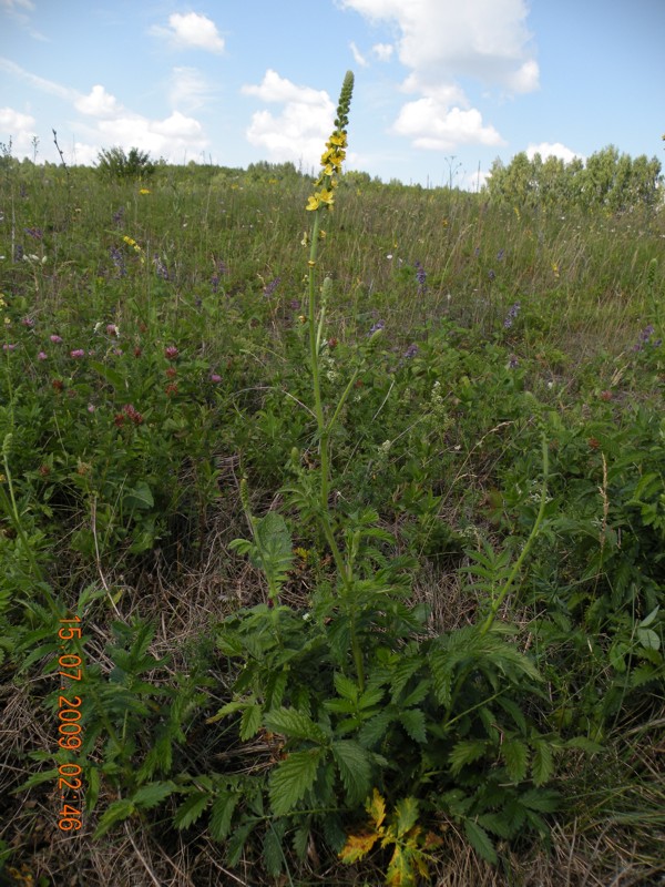 Image of Agrimonia eupatoria specimen.