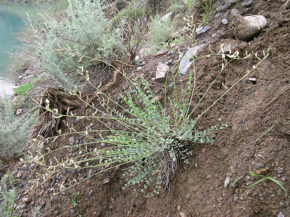 Image of Astragalus namanganicus specimen.