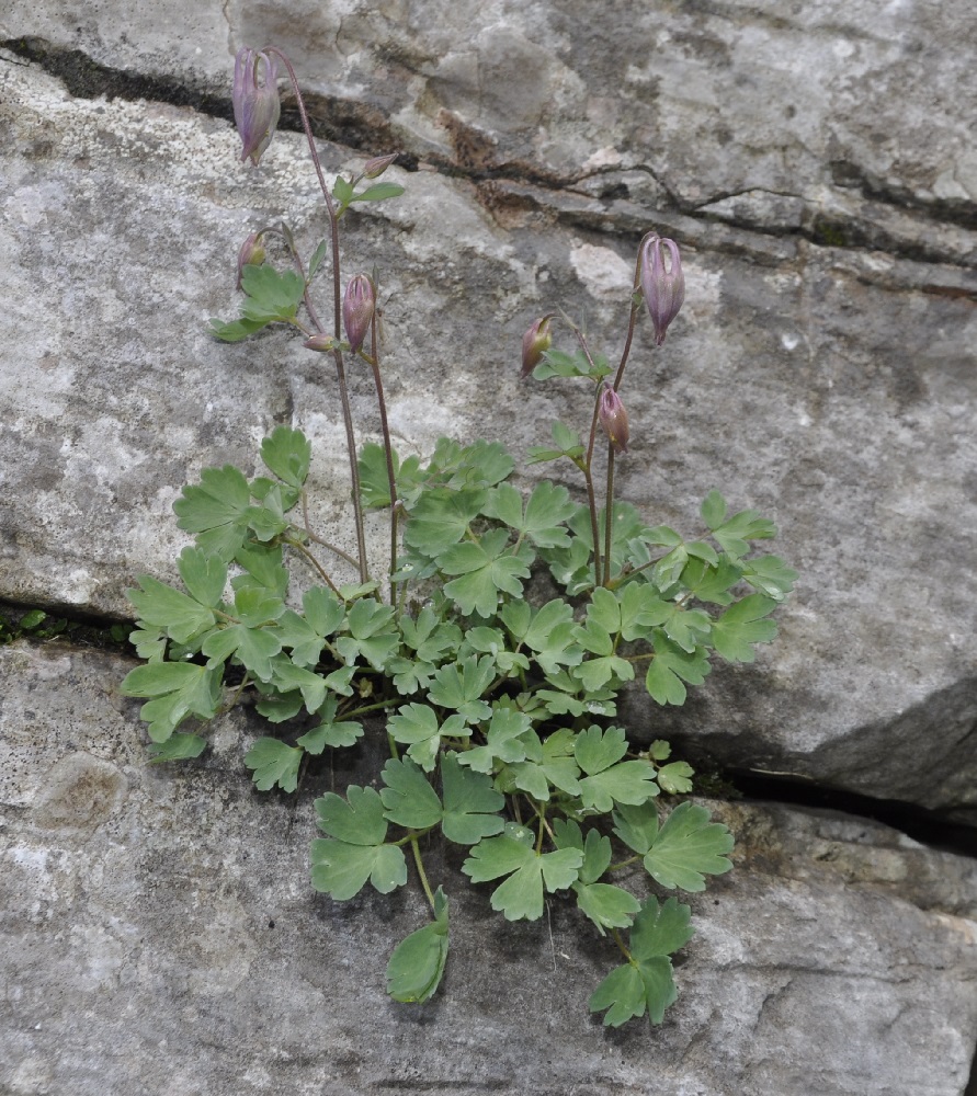 Image of Aquilegia ottonis ssp. amaliae specimen.