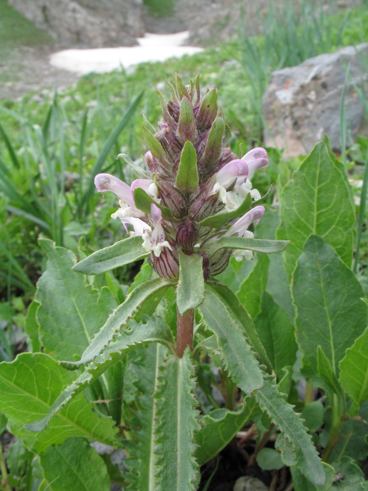 Image of Pedicularis masalskyi specimen.