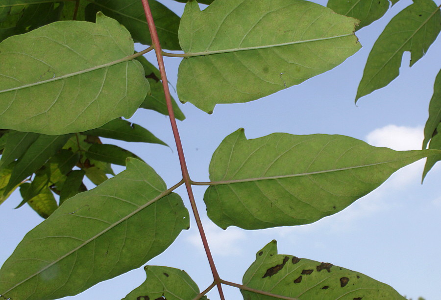 Image of Ailanthus altissima specimen.