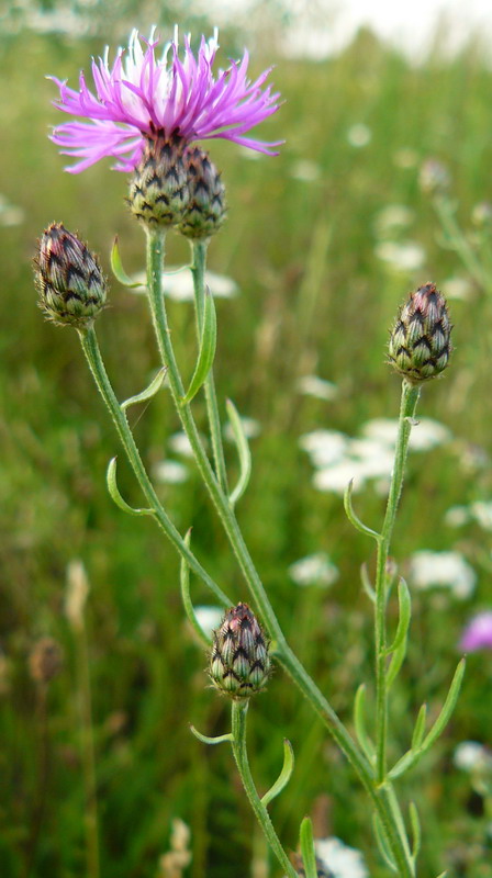 Изображение особи Centaurea stoebe.