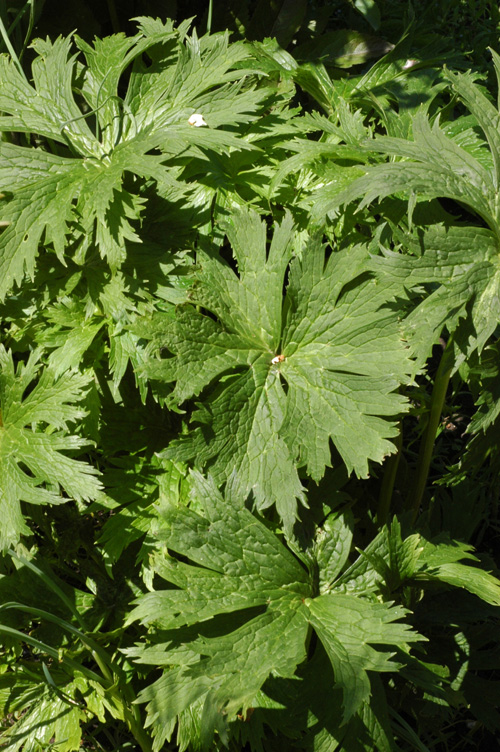 Изображение особи Aconitum leucostomum.