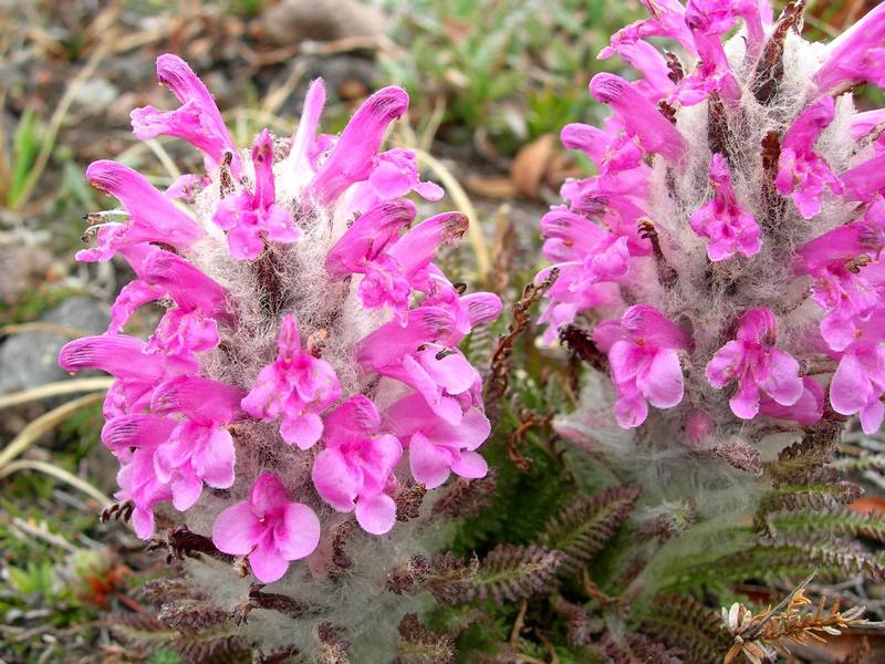 Image of Pedicularis pallasii specimen.