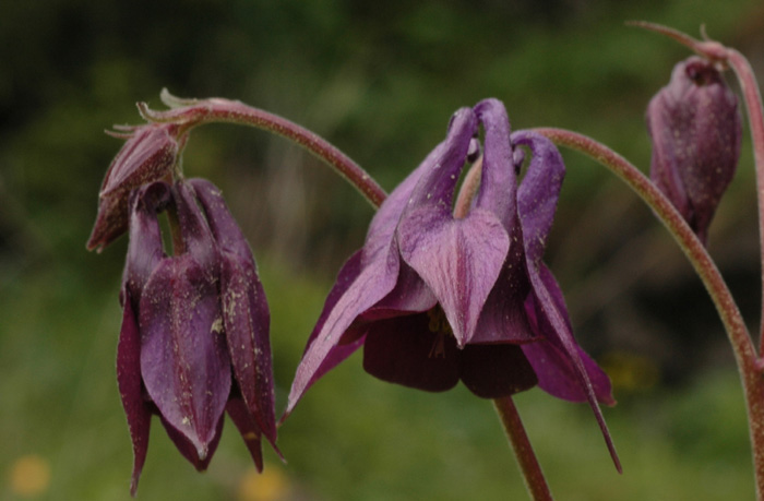 Image of Aquilegia atrovinosa specimen.