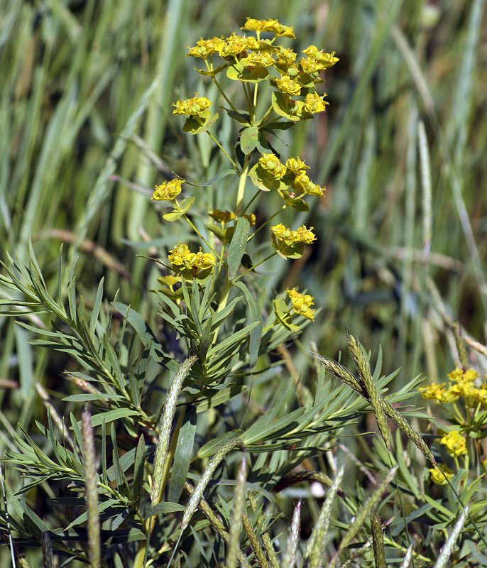 Image of Euphorbia virgata specimen.