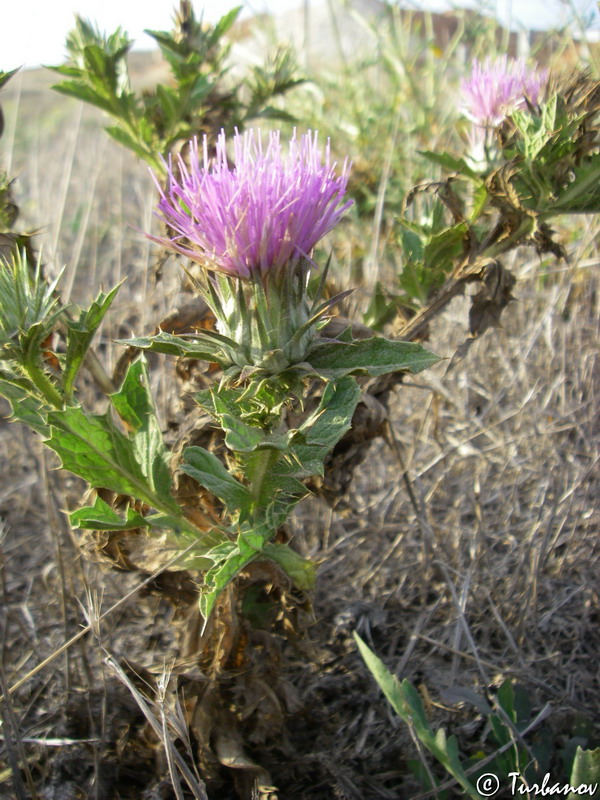 Image of Onopordum tauricum specimen.