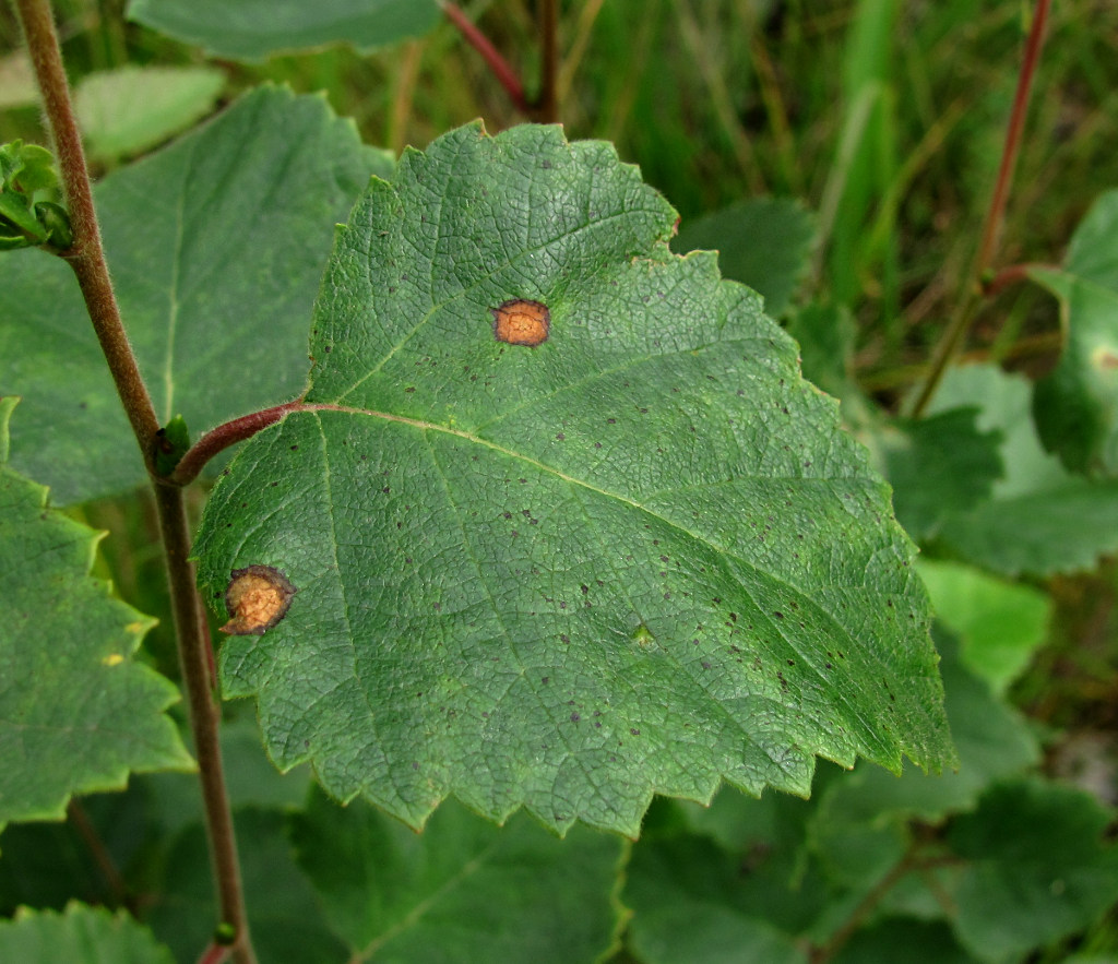 Изображение особи Betula pubescens.