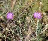 Xeranthemum annuum. Верхушки побегов с соцветиями разной степени развития. Кыргызстан, Чуйская обл., луг перед склоном восточнее с. Орто-Сай. 27.06.2015.