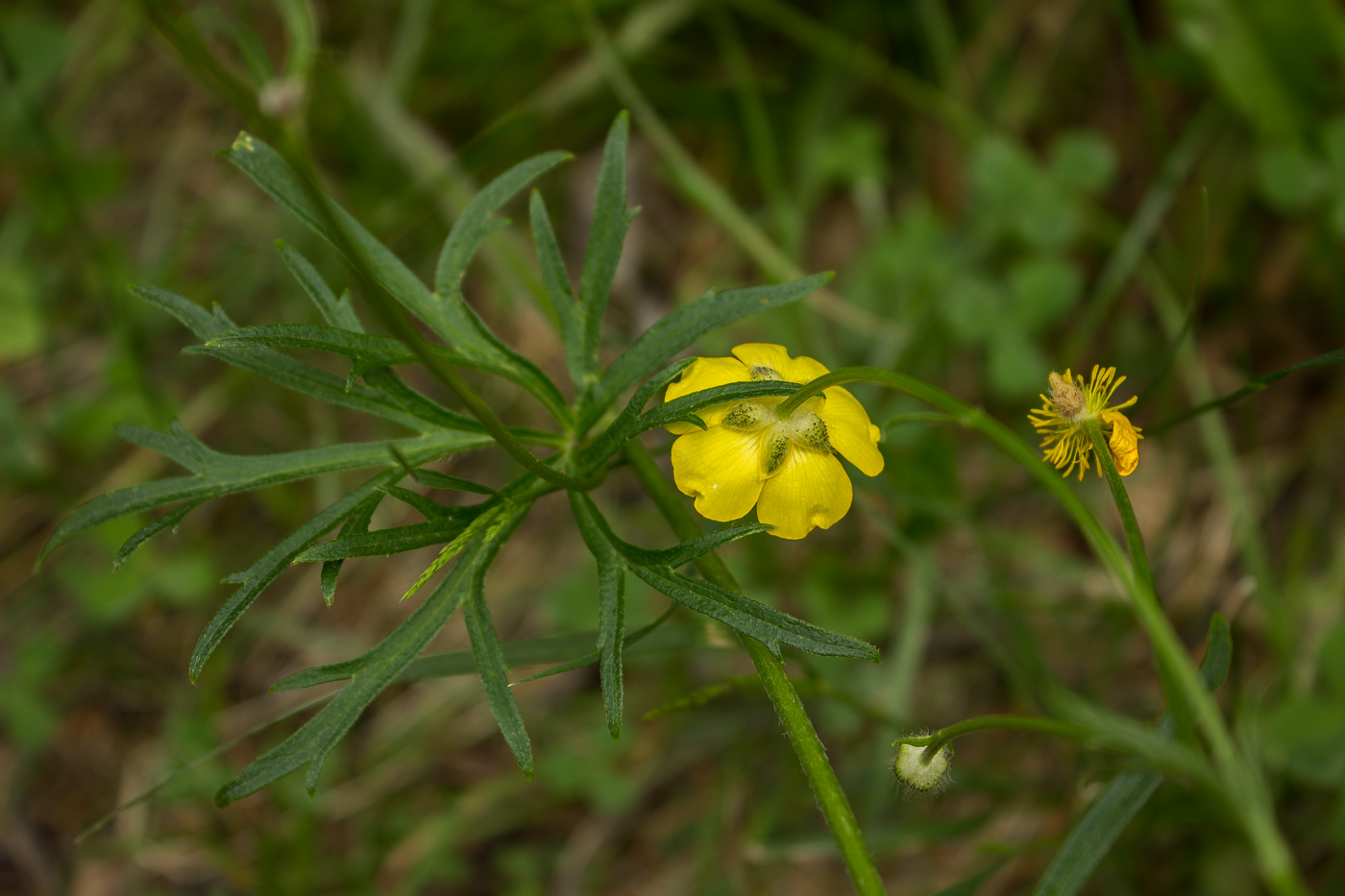 Изображение особи Ranunculus acris.