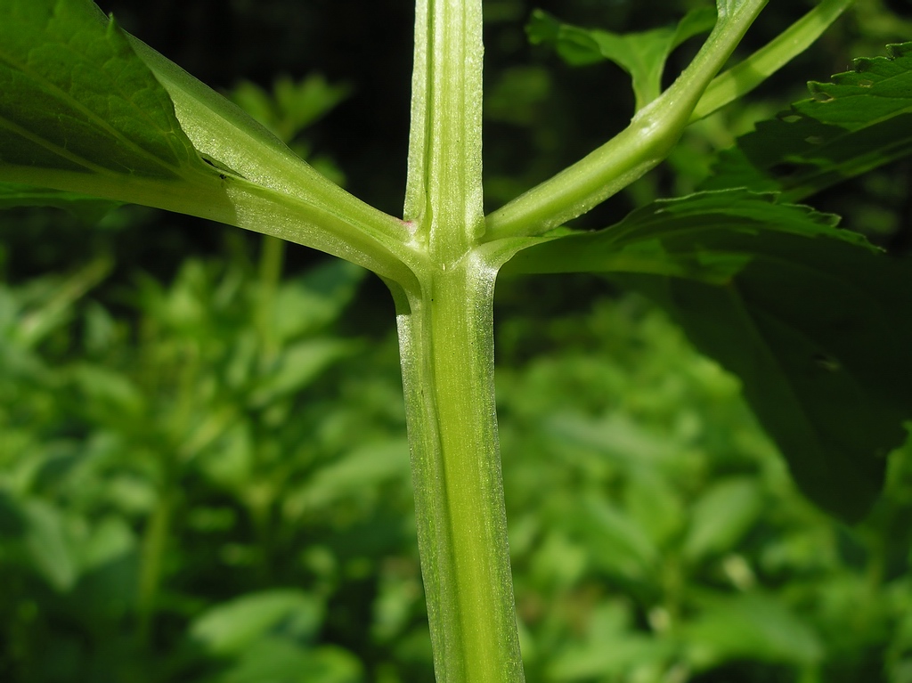 Image of Scrophularia umbrosa specimen.