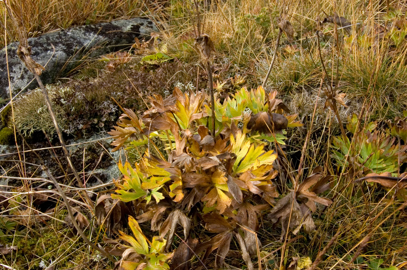 Image of Anemonastrum biarmiense specimen.