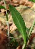 Polygala major. Лист (вид снизу). Краснодарский край, Сочи, Вардане, склон близ ж. д. 07.11.2015.