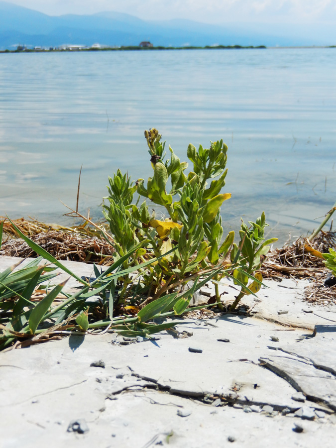 Image of Argusia sibirica specimen.