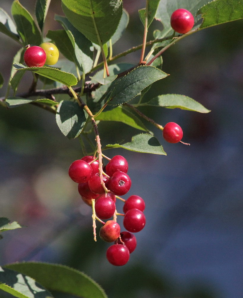 Image of Padus virginiana specimen.