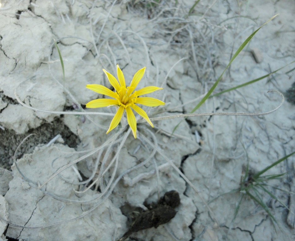 Image of genus Scorzonera specimen.