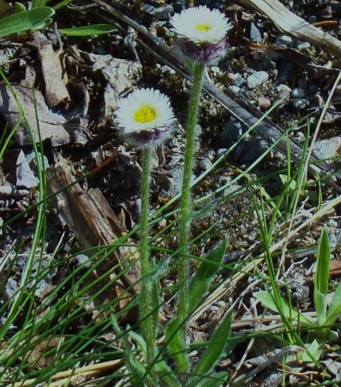 Image of Erigeron borealis specimen.