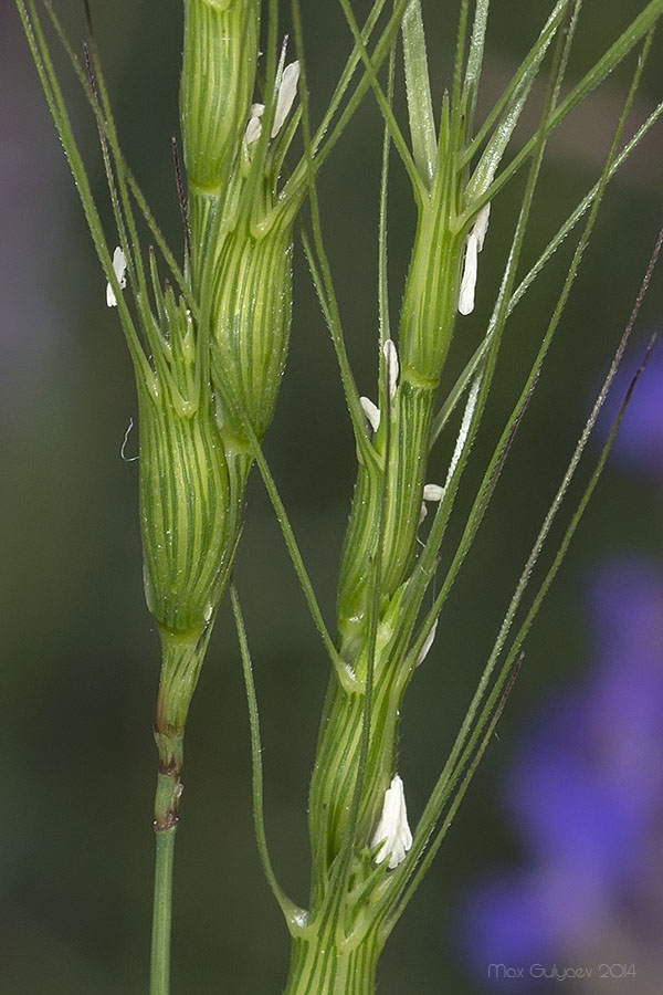 Image of Aegilops triuncialis specimen.