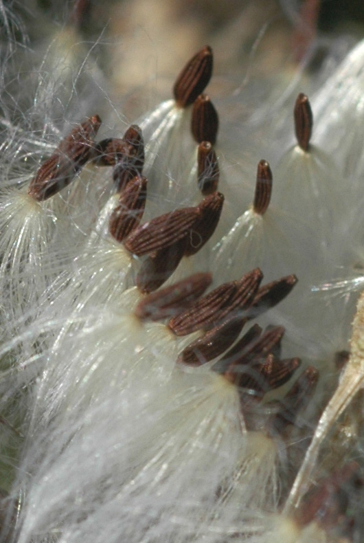 Image of Sonchus arvensis specimen.