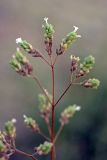 Origanum tyttanthum. Отцветающее соцветие. Южный Казахстан, горы Алатау (Даубаба), Западное ущелье. 08.07.2014.