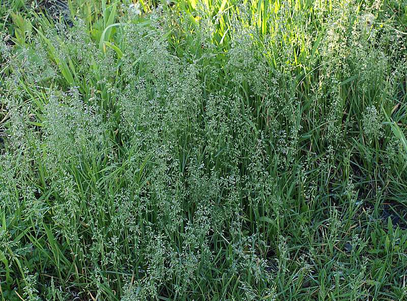 Image of Poa pratensis specimen.