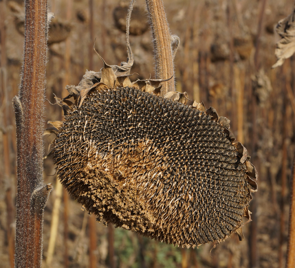 Image of Helianthus annuus specimen.