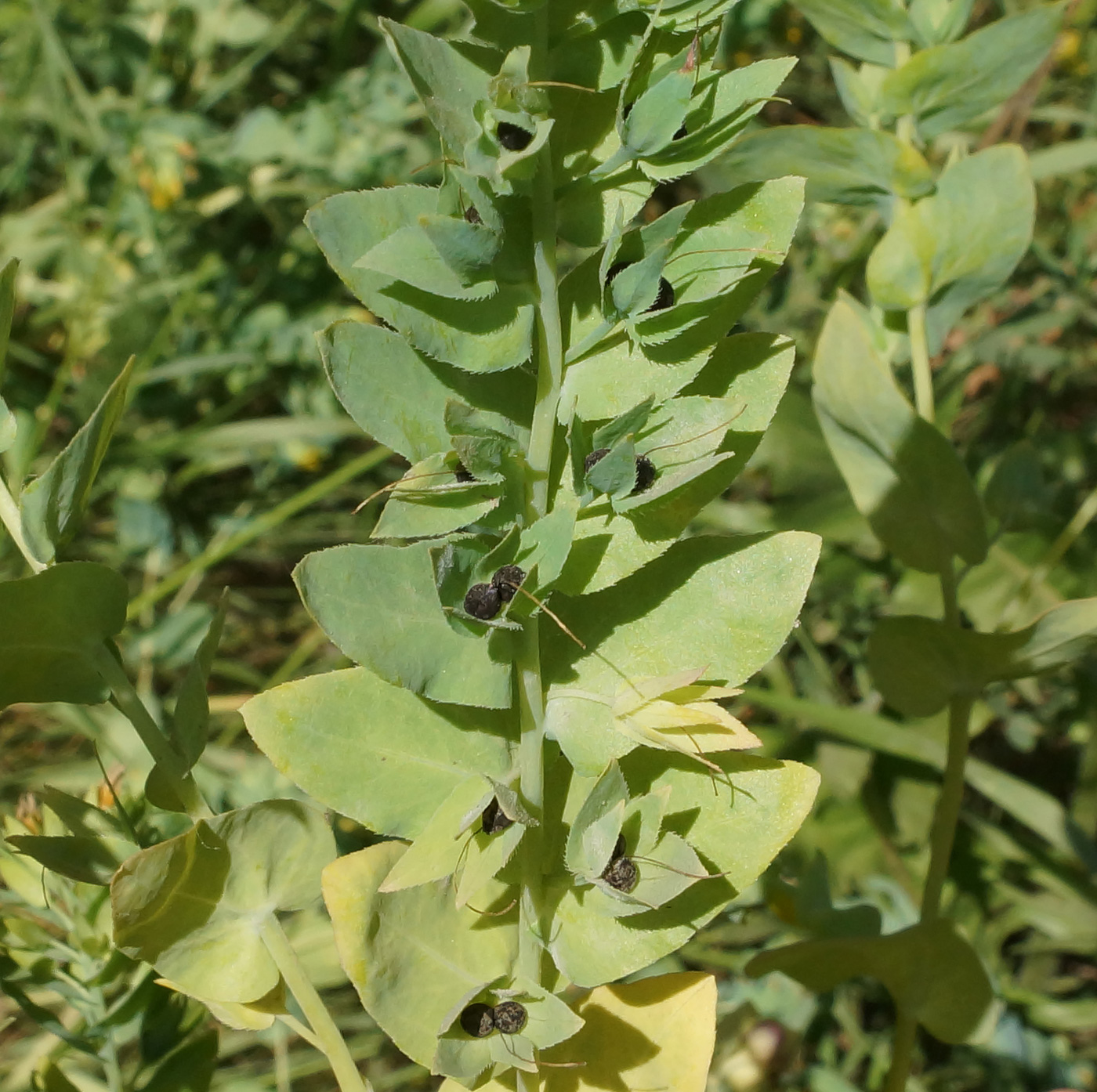 Image of Cerinthe minor specimen.