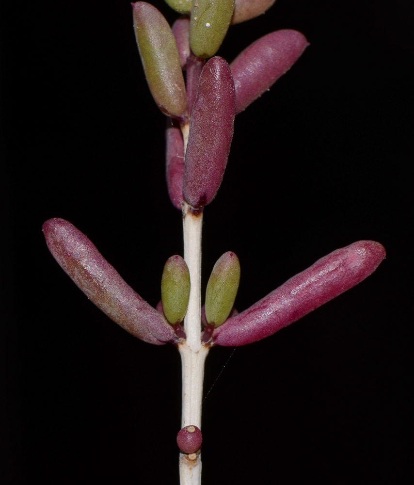 Изображение особи Salsola divaricata.