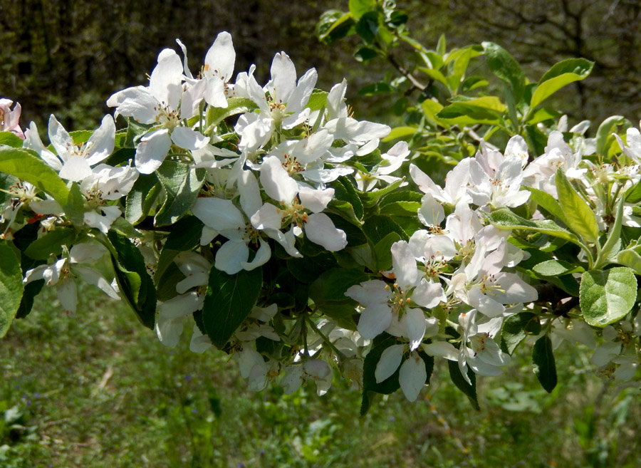 Изображение особи Malus orientalis.