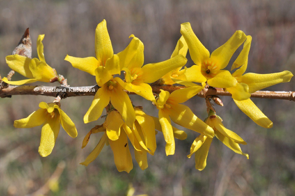 Image of genus Forsythia specimen.