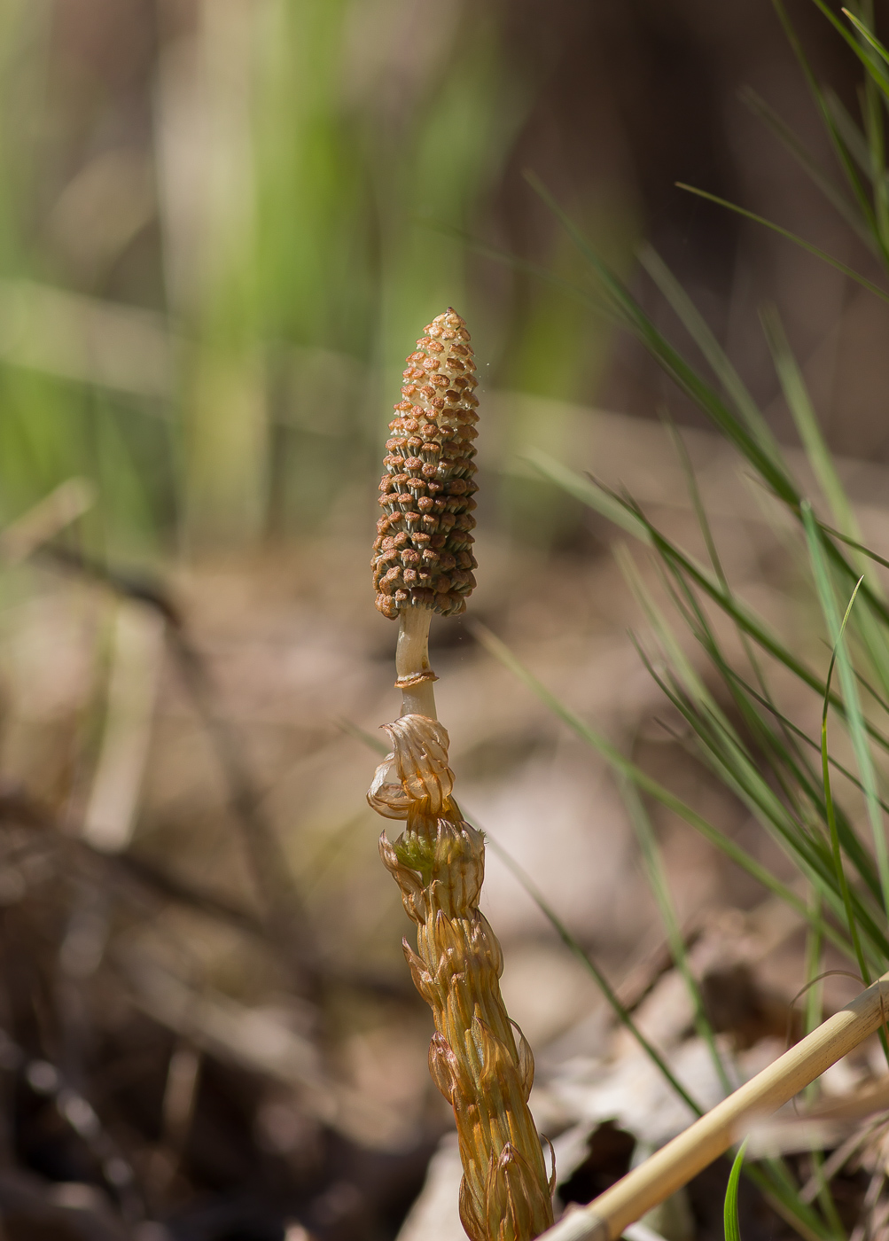 Image of Equisetum sylvaticum specimen.