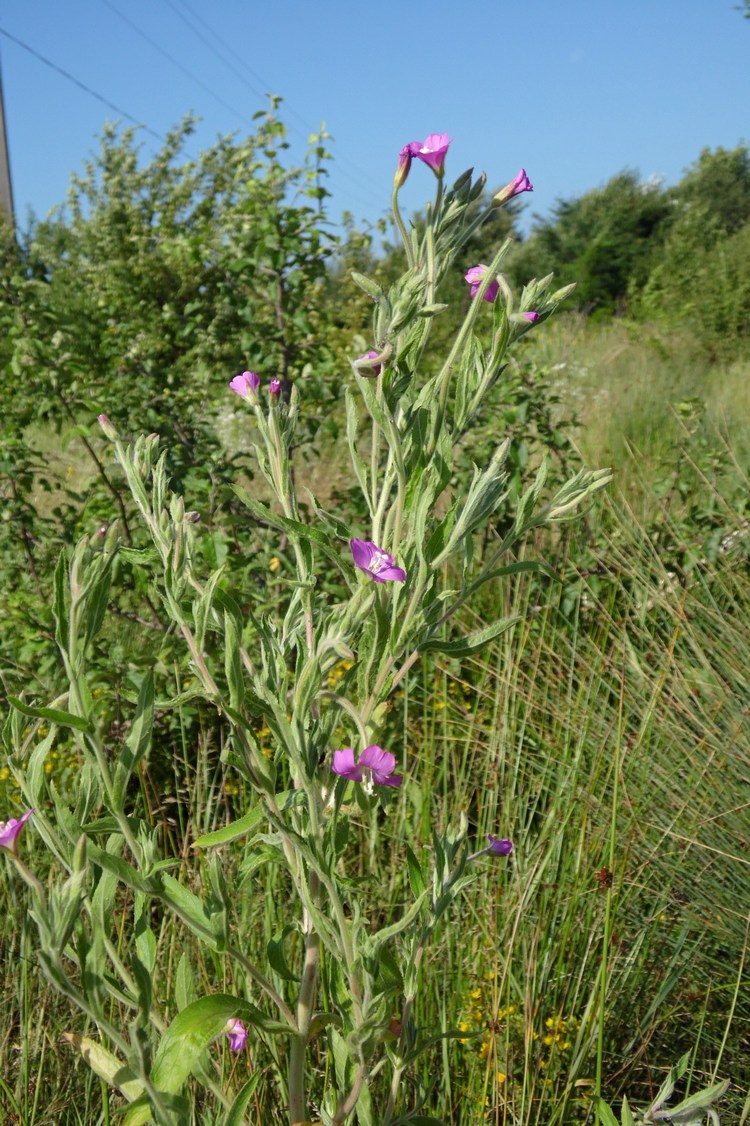 Image of Epilobium hirsutum specimen.