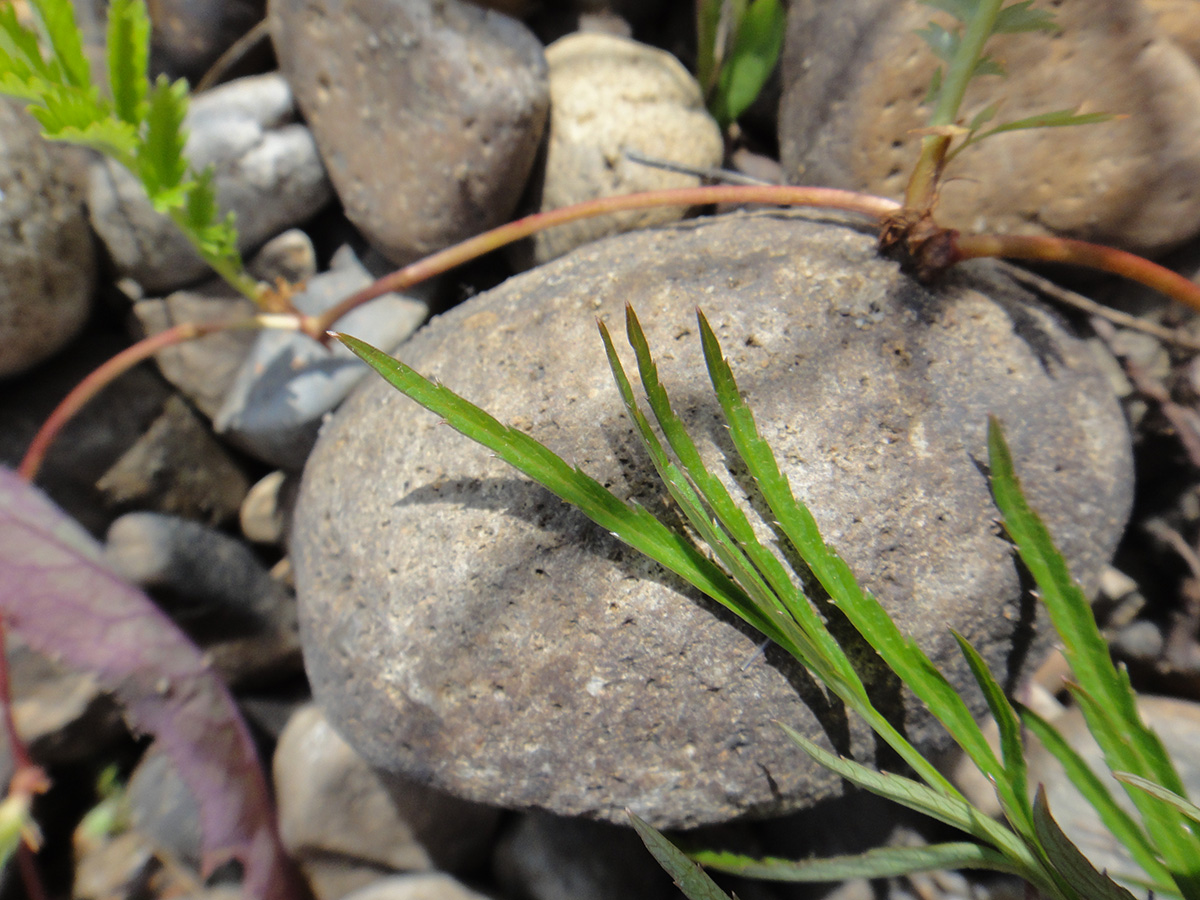 Image of Cicuta virosa specimen.