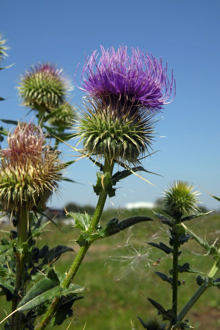 Image of Cirsium ciliatum specimen.