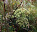 Angelica sylvestris. Верхушки побегов с созревающими соплодиями. Московская обл., Раменский р-н, окр. ж.-д. платформы Хрипань, просека под ЛЭП. 10.08.2016.