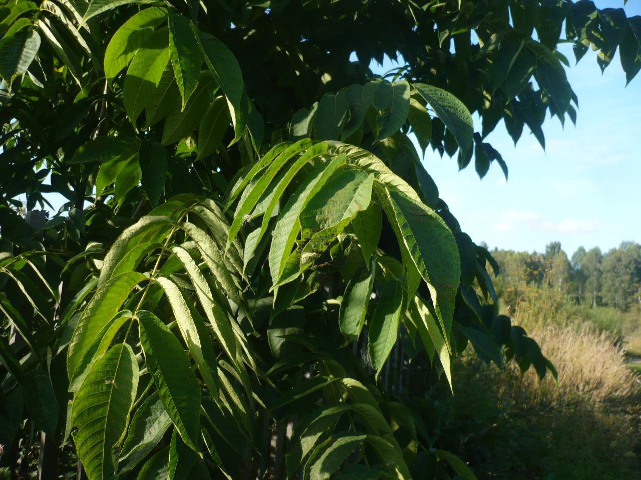 Image of Juglans mandshurica specimen.