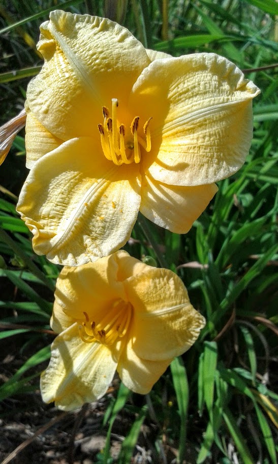 Image of Hemerocallis &times; hybrida specimen.