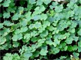 Oxalis acetosella