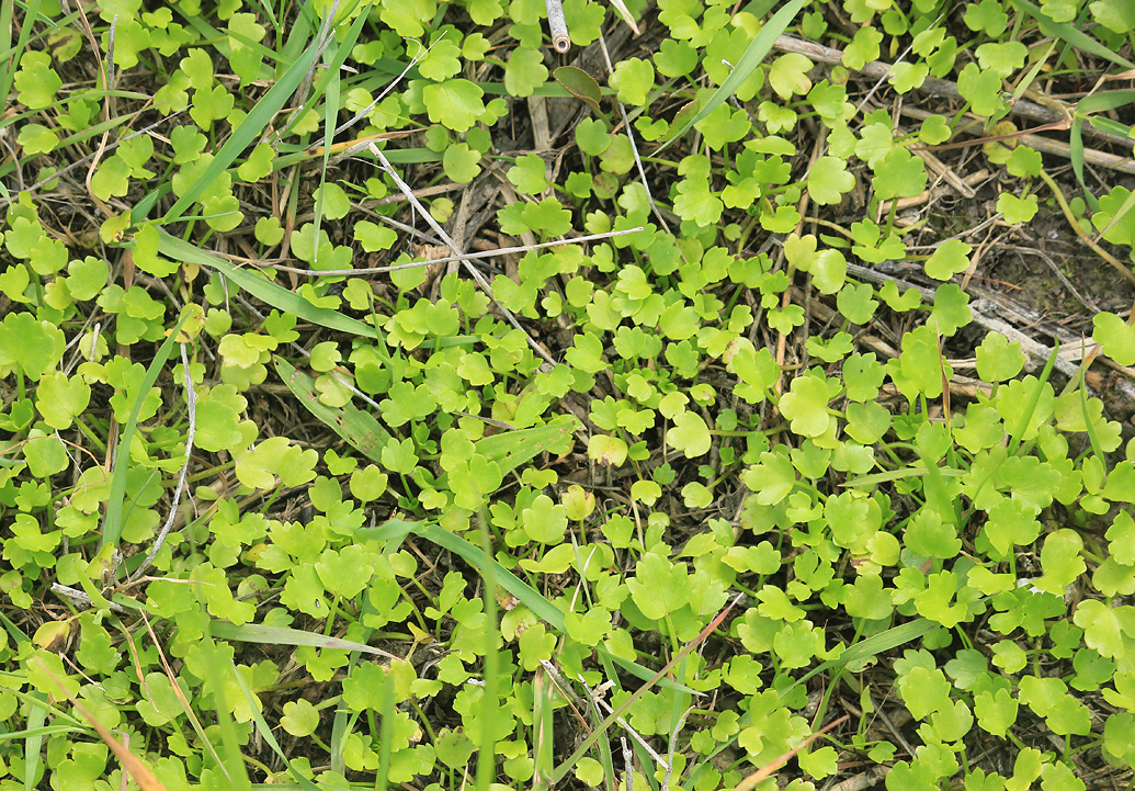 Изображение особи Ranunculus trachycarpus.