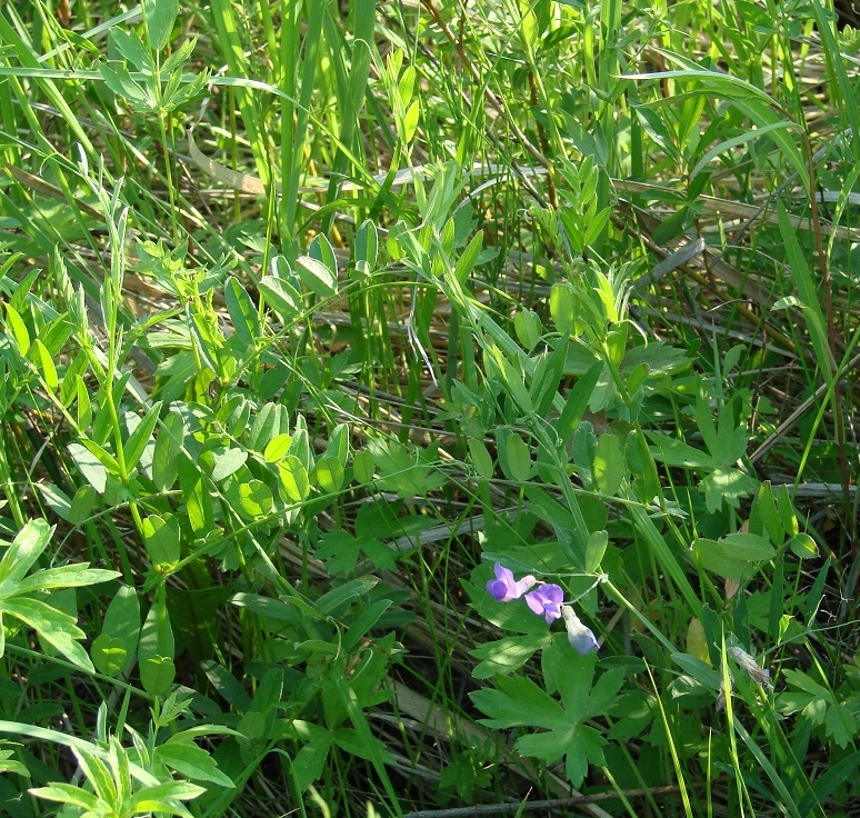 Image of Lathyrus pilosus specimen.