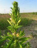 Oenothera biennis. Верхушка цветущего растения. Республика Татарстан, г. Казань, пос. Займище, пойма р. Волга, окр. Займищенского моста, зарастающий песчаный пляж. 21.06.2015.