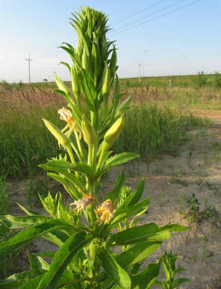 Image of Oenothera biennis specimen.