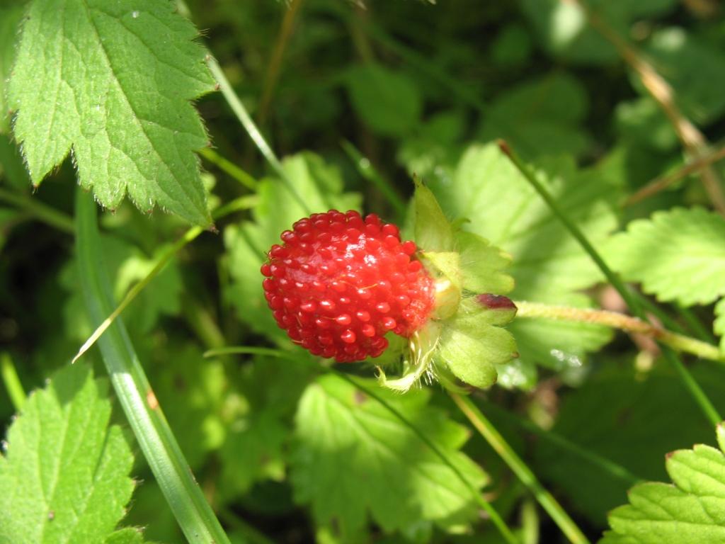 Изображение особи Duchesnea indica.