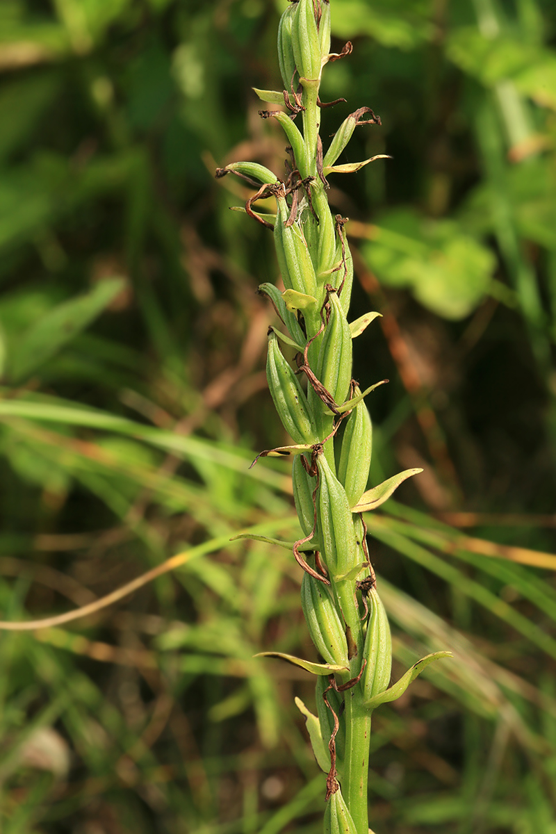 Изображение особи Platanthera metabifolia.